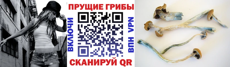 Псилоцибиновые грибы Magic Shrooms Купить закладки Петровск